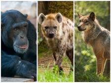 Niet twee, maar drie ontsnappingen bij Dierenpark Amersfoort in één jaar tijd: ‘Had nooit mogen gebeuren’