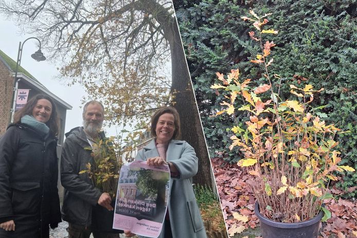 Den Dikken Eik in eigen tuin? Ruben verkoopt nakomelingen van legendarische  boom voor Kom op tegen Kanker | Lebbeke | hln.be