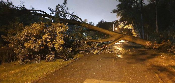 Een boom op de rijbaan in Schoten.