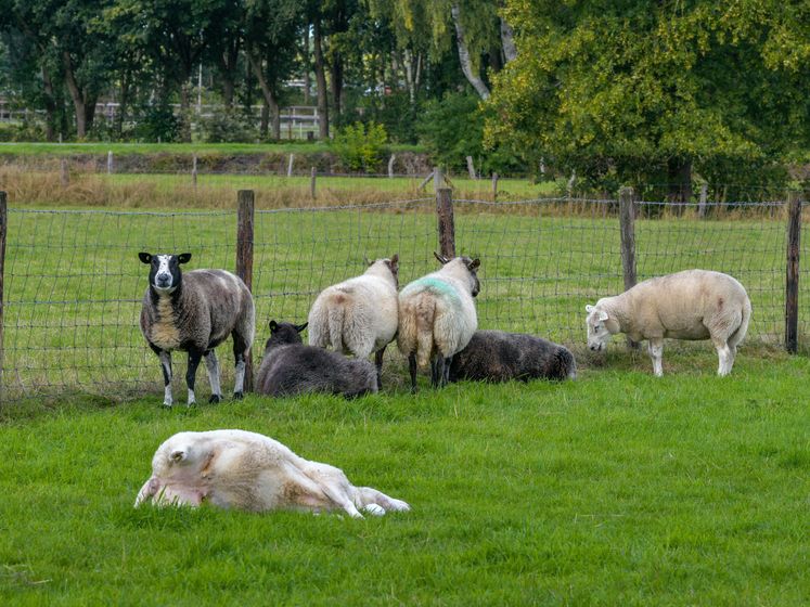 Gerrie verliest halve kudde schapen na brute aanval van groep wolven
