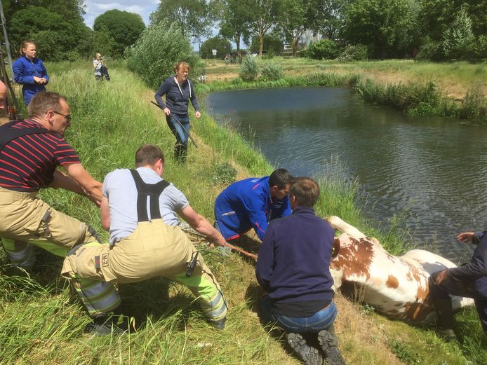 Een stel op hol geslagen koeien zorgde zaterdagmiddag voor een levensgevaarlijke situatie in Wijk bij Duurstede.