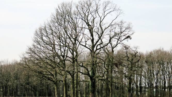Verkiezing mooiste boom van Heeze-Leende