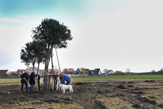 De eerste bomen voor het  landschapspark De Heerlijckheid bij de Heeswijkse Kampen worden geplant.