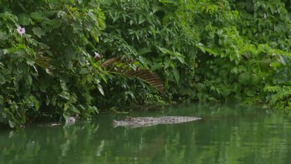 11. Wild van Dieren - 11