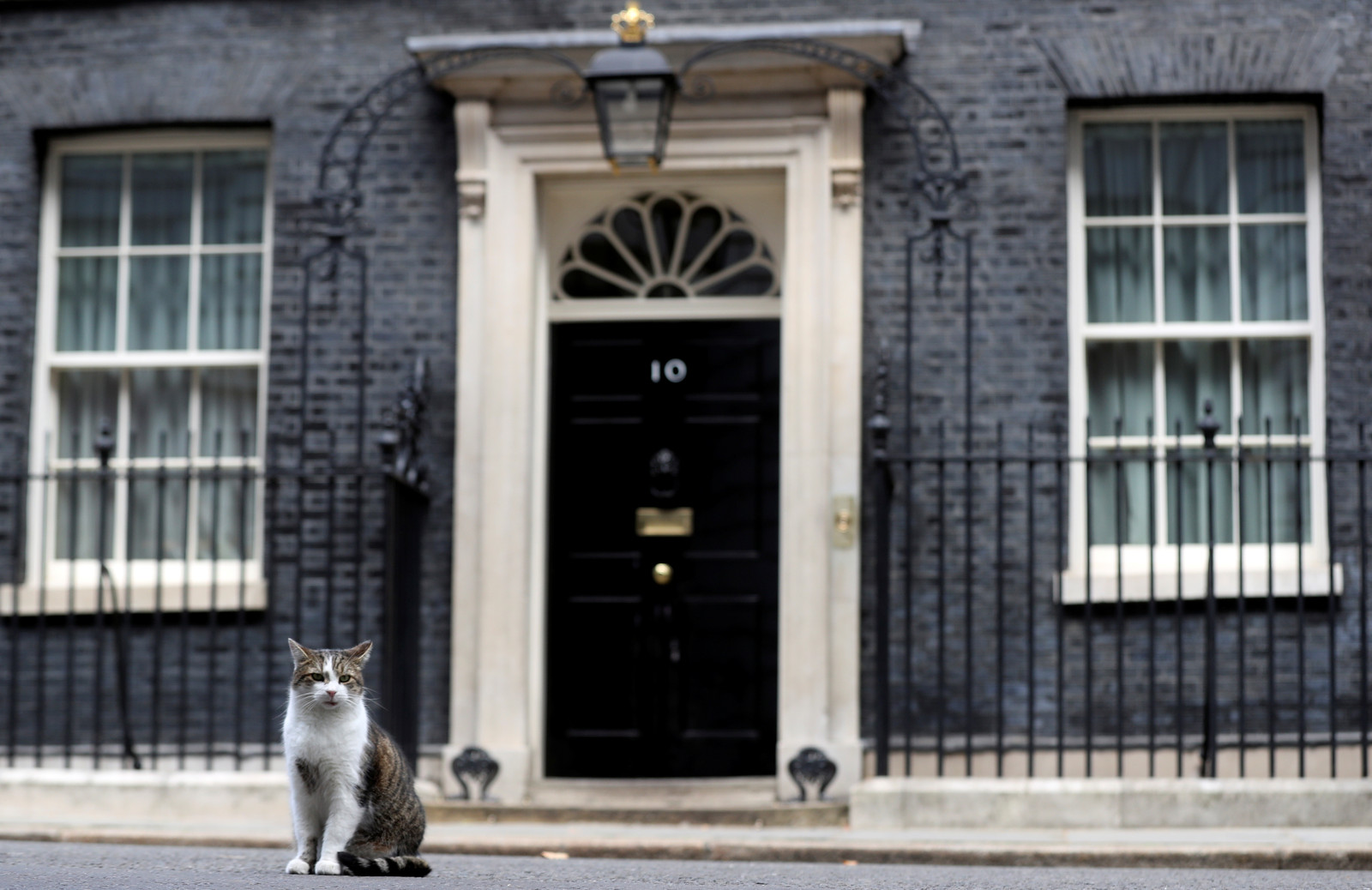Larry, de kat van 10 Downing Street, de ambtswoning van de Britse premier. Beeld Reuters
