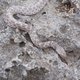 Verloren gewaande slangensoort ontdekt