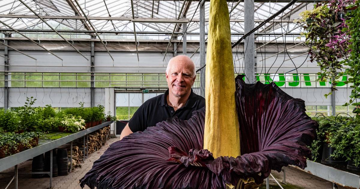 Opwinding bij kwekerij, waar reusachtige penisplant staat te pronken na gokje van 7 euro: ‘Een klein wondertje’