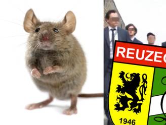 “Levende muis door blender tot moes herleid”: Gaia stelt zich burgerlijke partij tegen Reuzegom