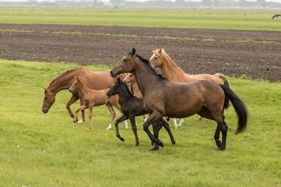 De dag van het Paard
