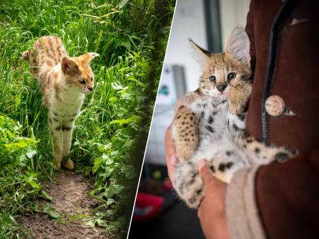Verbod op handel in exotische dieren vanaf 2024, opvangcentra zetten zich schrap