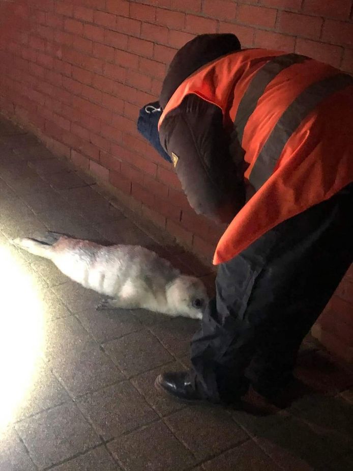 De zeehondenpup kroop donderdagavond op de zeedijk en vervolgens naar beneden richting het Christianaplein in De Haan.