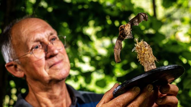 Dit wist je niet over vleermuizen: ‘Vrouwtje bevrucht zichzelf maanden na paring met bewaarde sperma’