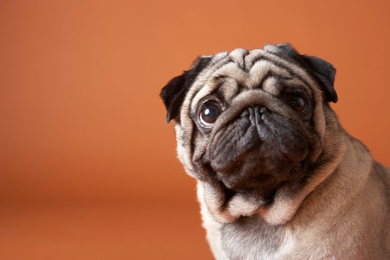 Er komt een houdverbod op honden met te korte snuit: “Lijden onder schattige uiterlijk” Beeld Getty Images