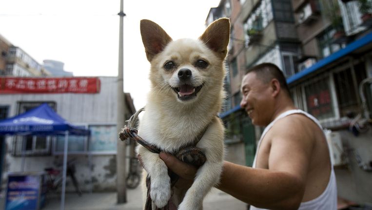 Steeds meer Chinezen hebben een hond als huisdier Beeld anp