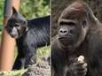 Gedood voor ogen van bezoekers: hoe 'plagerij' van aapje Fito verkeerd afliep