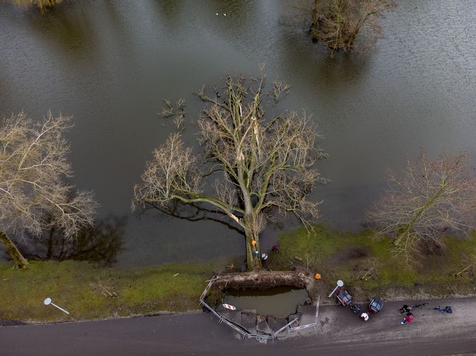 Het opvallendste slachtoffer van de stormen, een populier in het stadspark van Kampen.