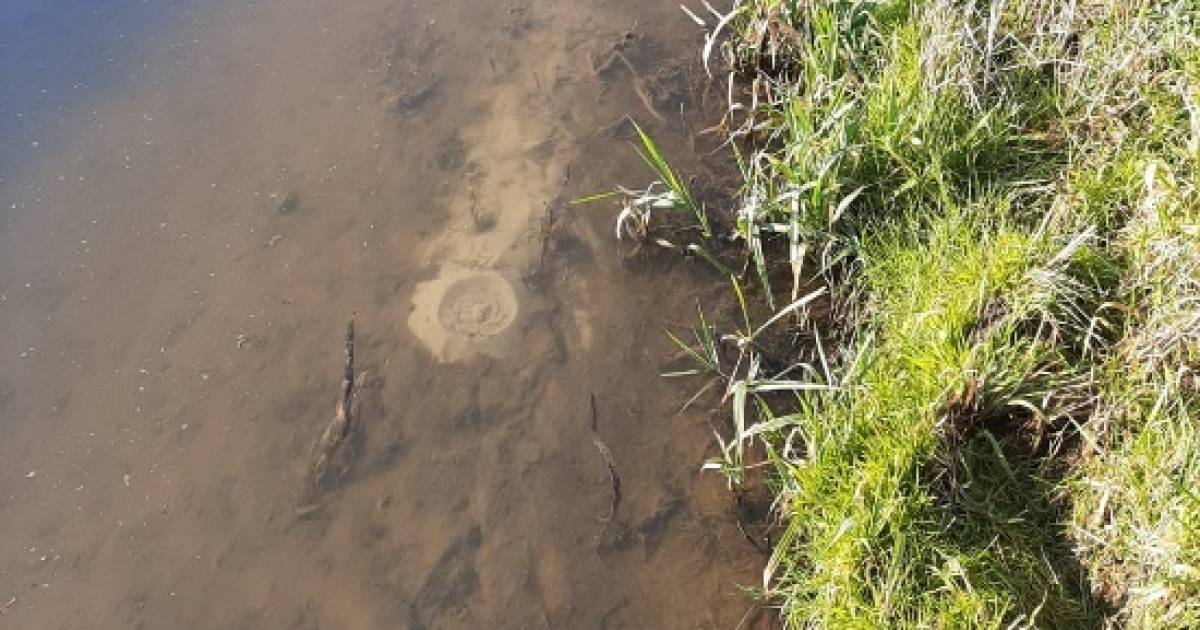 Water welt op in sloot achter Maasdijk; waterschap houdt situatie in de gaten