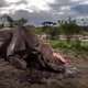 Antistroperijbeleid faalt: 23 neushoorns in 12 dagen afgeslacht in Zuid-Afrika