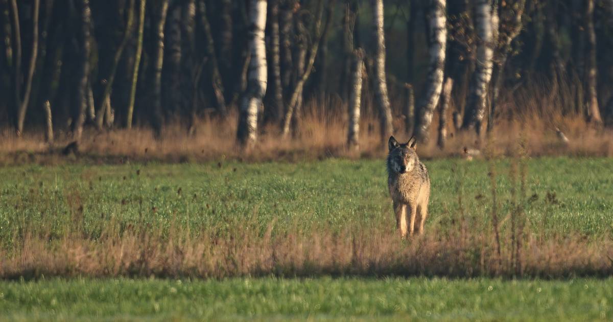 Tweede fakkeltocht tegen wolf in Oudsbergen mikt ook op ongeruste