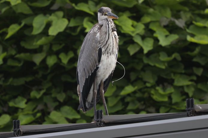 Reiger die in visdraad vastzit laat zich niet vangen door hulpverleners nabij De Voetboog in Boxtel.