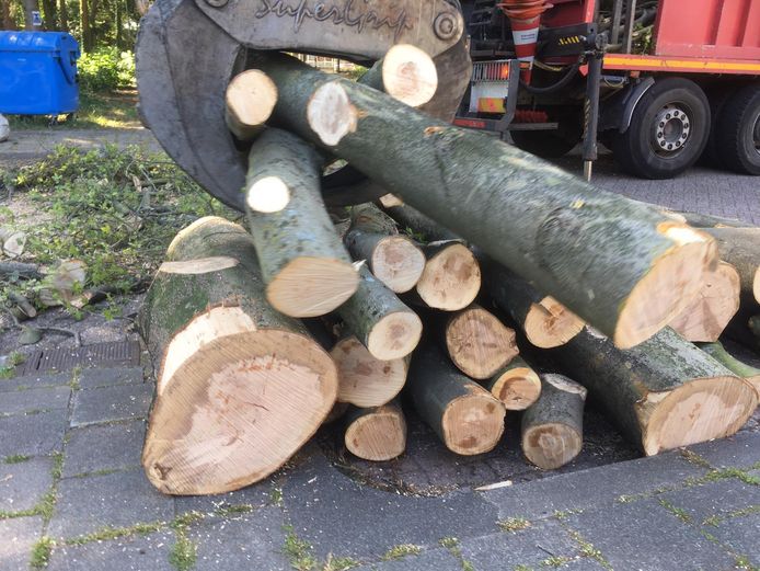 Afgezaagde takken van de beuk aan de Auteurslaan zien er volgens natuurkenner Frans Kapteijns goed uit