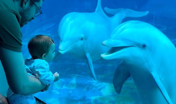 Een meisje van 9 maanden ontmoette zondag twee dolfijnen in een Italiaans dolfinarium.