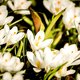 De bloemen van de Keukenhof hebben geen marketing nodig