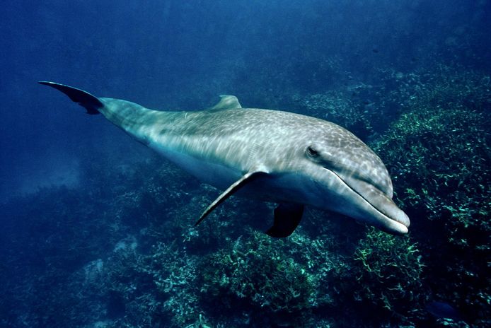 Dolfijnen hebben, net zoals mensen, een dominante rechterkant.