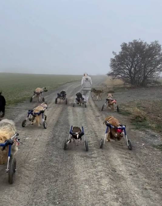 De Turkse Buket Özgünlü op wandel met enkele van de gehandicapte honden uit haar opvang.