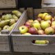 Fruitboeren zien prijs appels en peren halveren