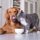 Is het erg als honden kattenvoer eten (en andersom)?