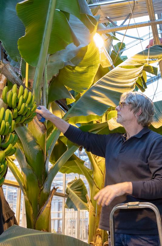 De oogst van de bananen in Wageningen.