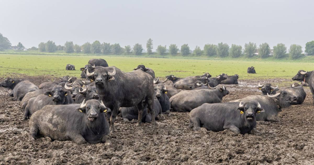 Winkel bij de waterbuffelboer is open: van melk uit de tap tot bonbons en biefstuk