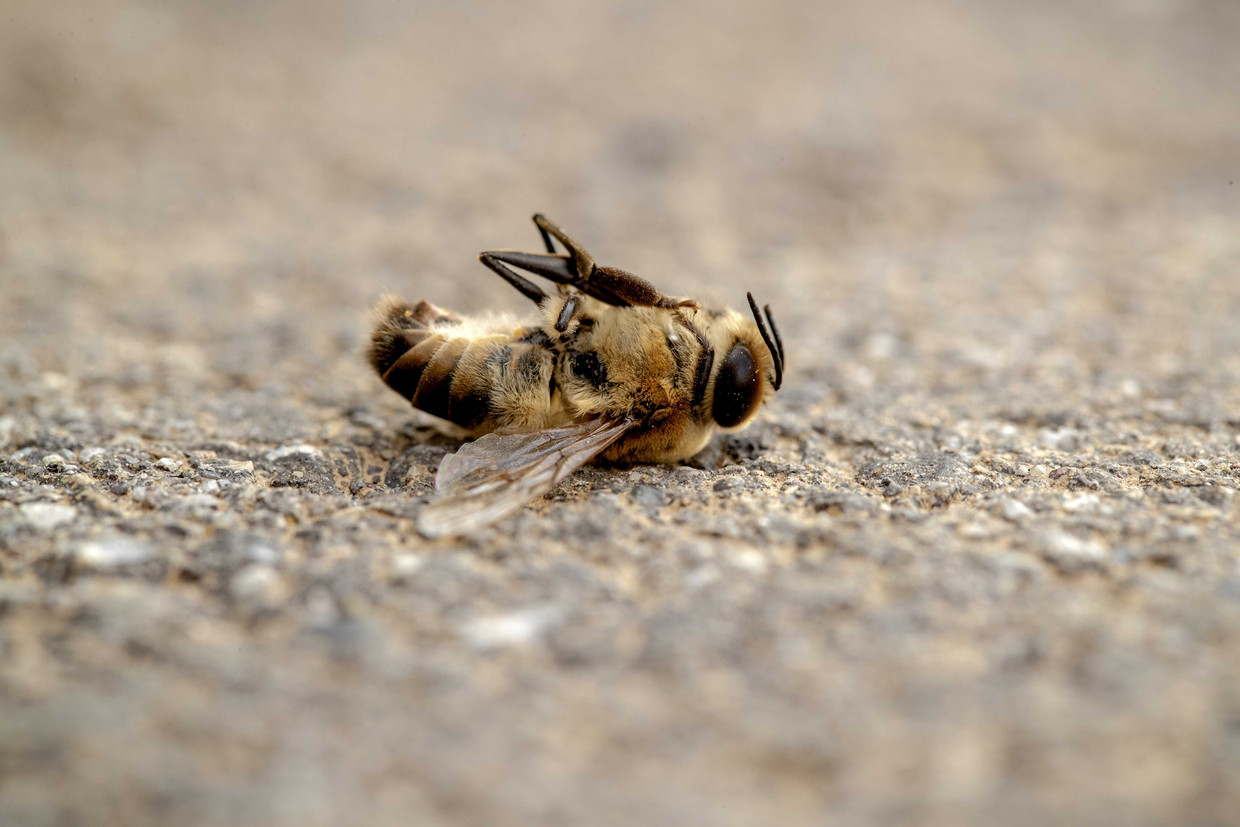 Door pesticiden raken bijen hun oriëntatievermogen kwijt.



 Beeld ANP