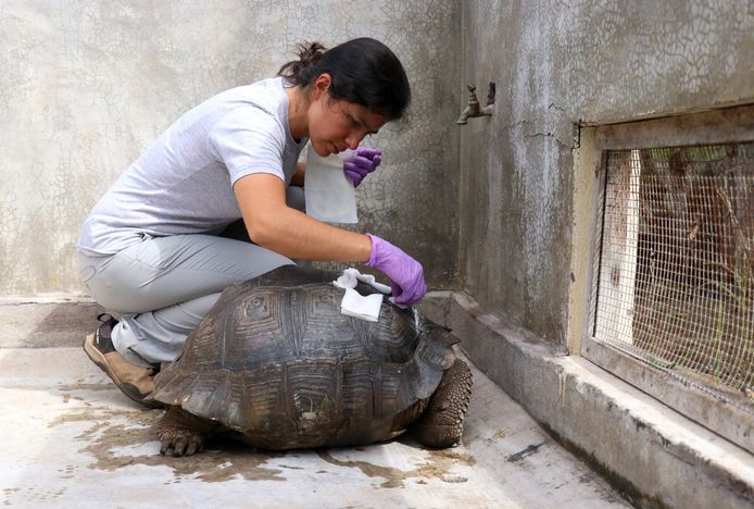 Het schildpad wordt verzorgd door medewerkers van het Parque Nacional Galápagos.