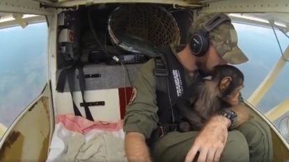 VIDEO: Belgische piloot uit 'Flying Doctors' redt babychimpansee uit handen van stropers