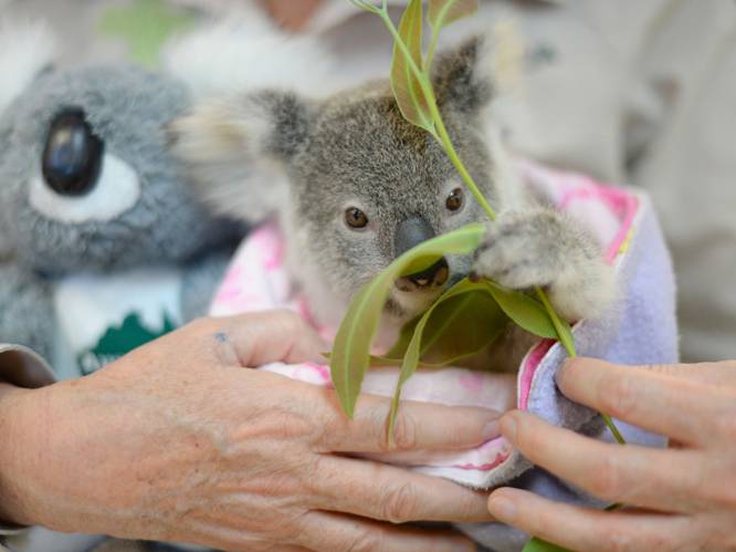 Australië zet miljoenenplan op om bedreigde koala te redden: "We moeten de toekomst van dit icoon veiligstellen"