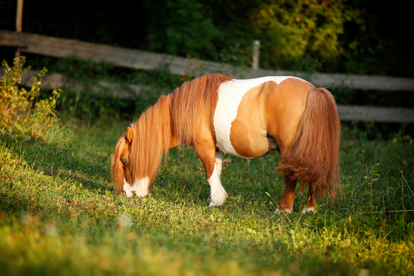 Shetlandpony, foto ter illustratie.
