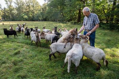 Herder Hans vecht met vaccins, verse wilgentakken en pijnstillers tegen de blauwtong, maar tevergeefs: 'Het zijn scharminkels geworden'