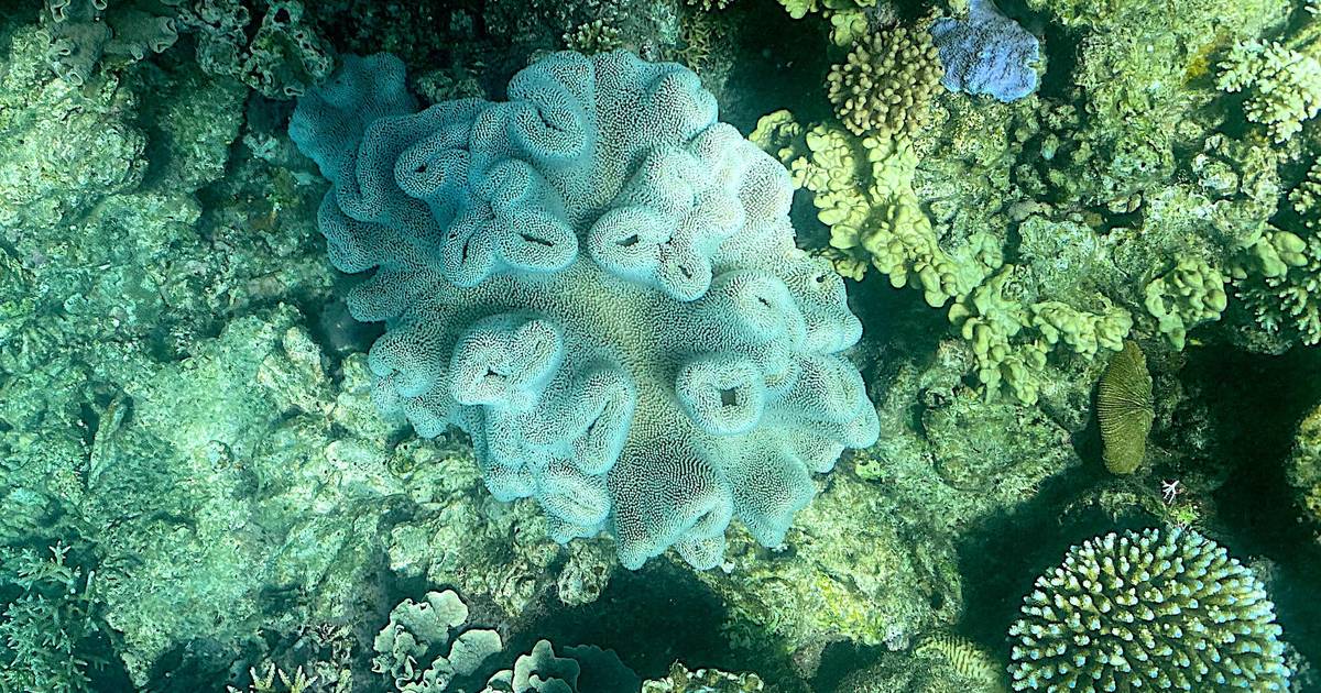Австралийский Большой Барьерный риф пострадал от «крупномасштабного обесцвечивания» |  Окружающая обстановка
