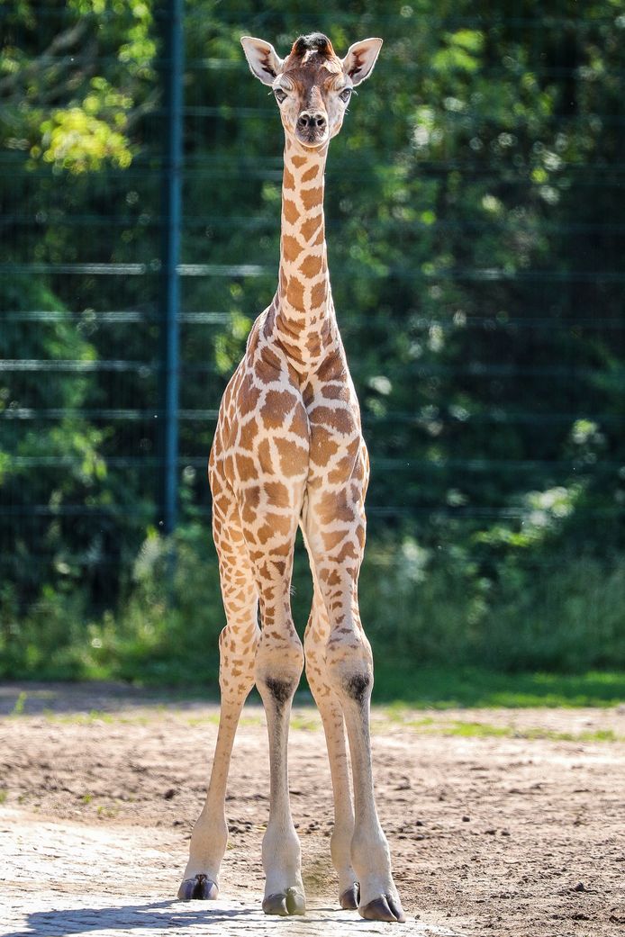 Comment S'appelle Le Petit De La Girafe