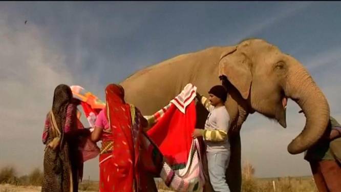Olifanten dragen truien tegen de koude