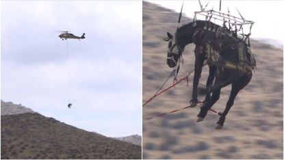 Helikopter redt paard na val in 91 meter diep ravijn: ook ruiter ongedeerd