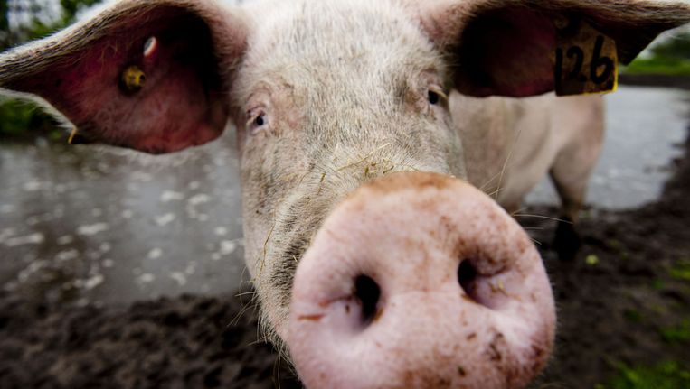 Katendrechters mesten eigen varkens vet - Trouw