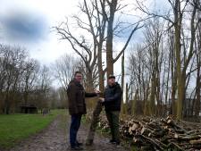 Engelse snoeimethode spaart oude Dordtse bomen