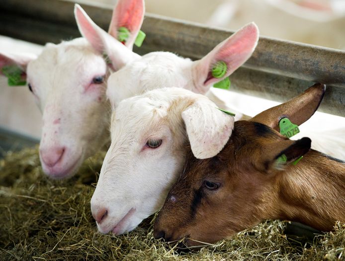 Q-koorts kan van geiten en schapen worden overgedragen op mensen. ARCHIEFFOTO ANP  XTRA LEX VAN LIESHOUT
