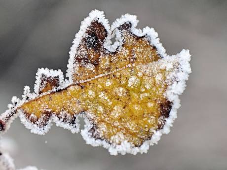 Later dan normaal, maar eerste officiële vorst van de herfst gemeten