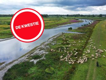 Kroeskoppelikaan mogelijke terug in Biesbosch: zegen of zorg?