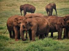Thaise olifanten geraakt door coronacrisis: ‘De kans bestaat dat ze verhongeren’