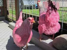 Man verft kippen roze 'om mensen te laten glimlachen'